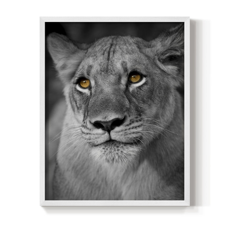 Portrait de lionne, reproduction encadrée - bois massif, H 11 po x l 9 po, Blanc