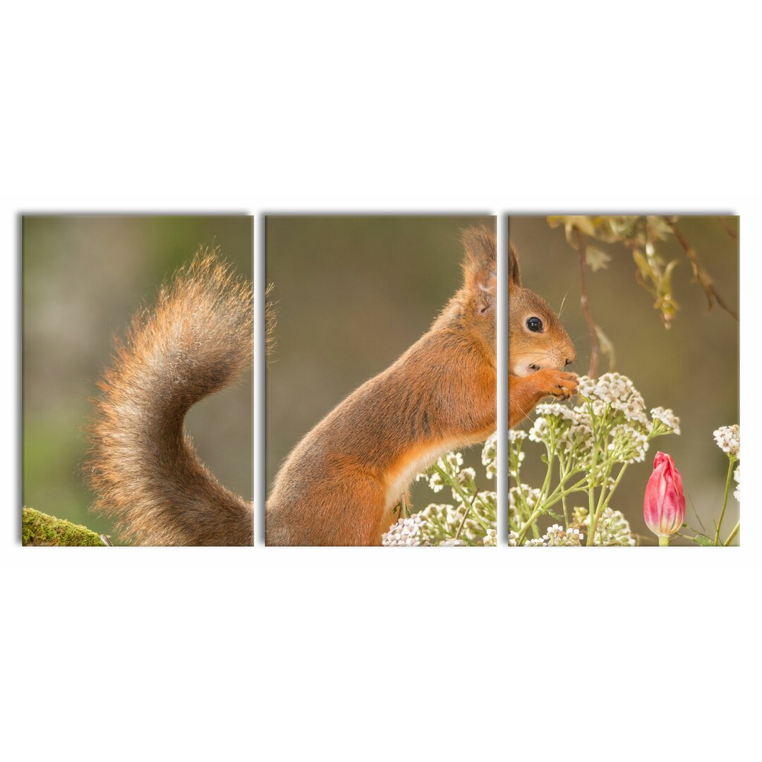 3-tlg. Leinwandbilder-Set Gnawing Squirrel in Moss