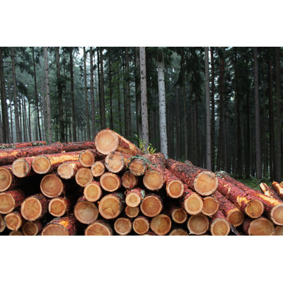 Pile of Larch Logs par Pojbic