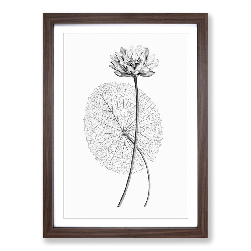 White Egyptian Lotus - Picture Frame Graphic Art Print, Walnut, 91cm H x 60cm W x 2cm D