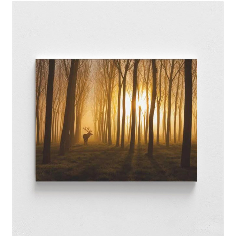 Cerf dans la lumière du matin | Forêt, reproduction de photo | Art mural nature, H 36 po x l 48 po, Ne s’applique pas