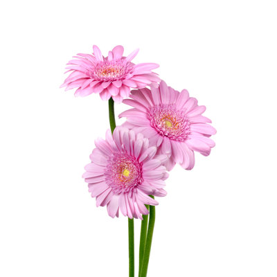 " Pink Gerber Daisies "