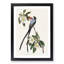 Fork-Tailed Flycatcher Bird by John Audubon - Picture Frame Painting Print-55577691-55577686