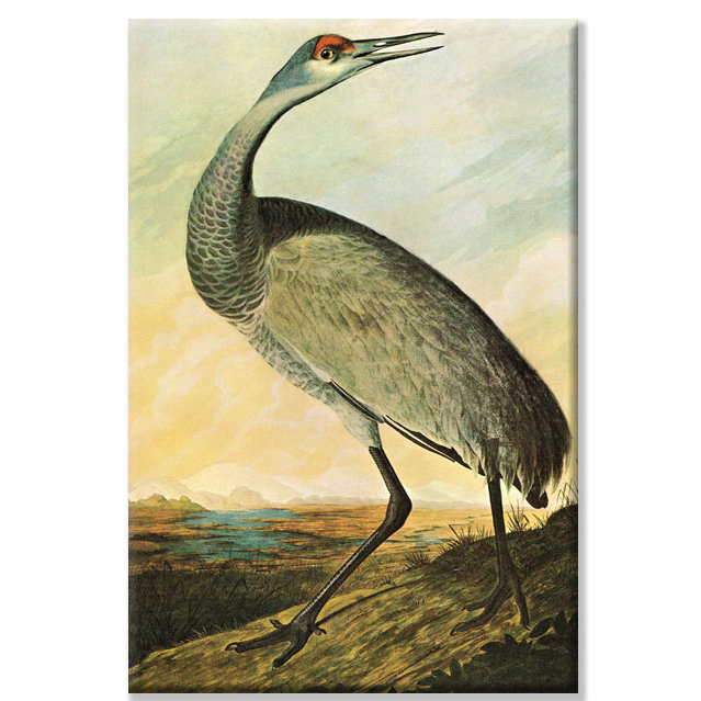 « sandhill grues » par john james audubon, reproduction d’art