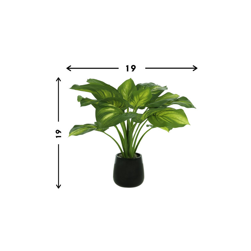 Hosta Plant