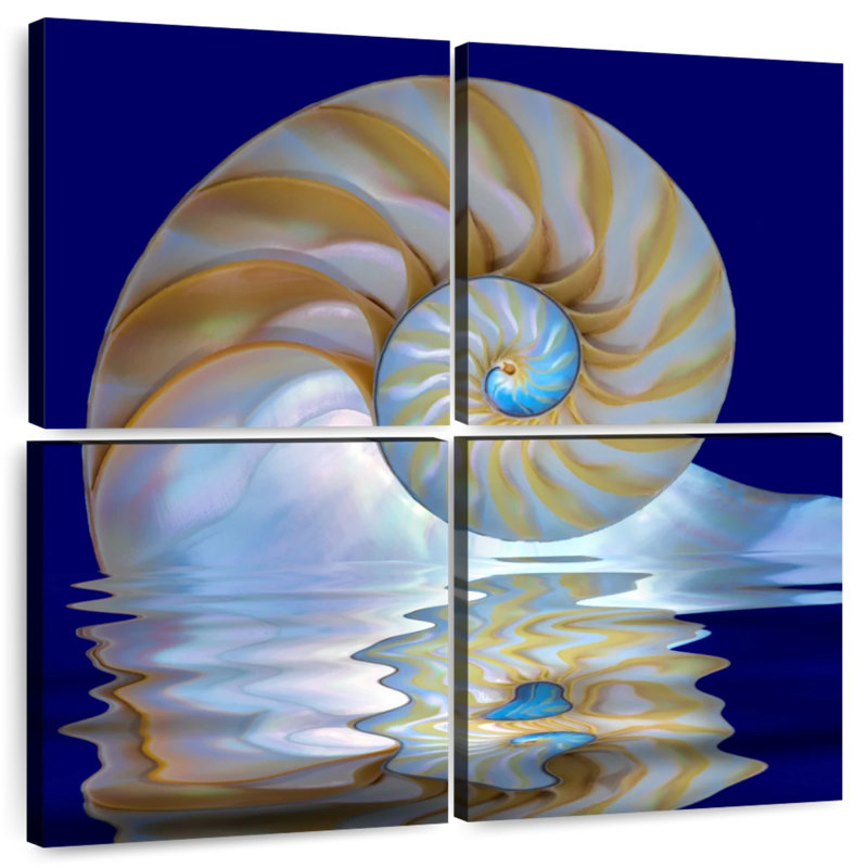 Aletra Nautilus Shell On Water