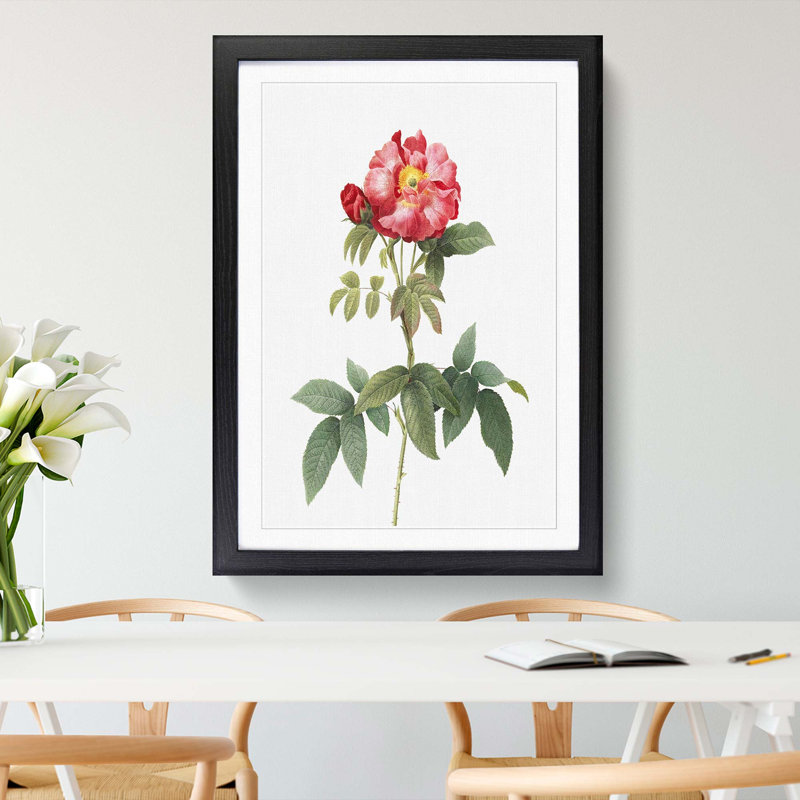 Provins Rose in Pink by Pierre-Joseph Redoute - Picture Frame Painting Print, 65cm H x 48cm W x 2cm D, Black Framed