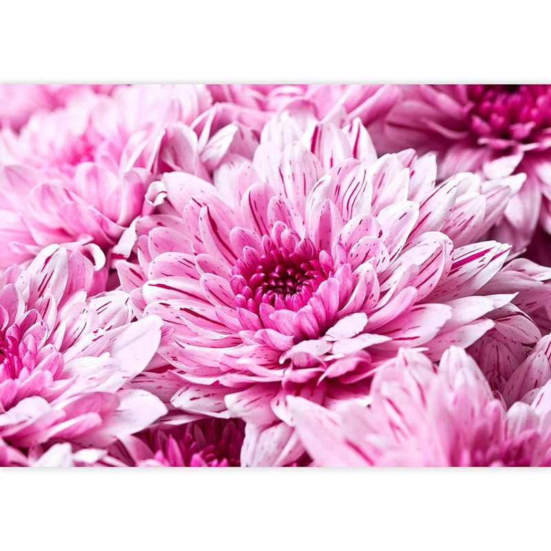 Adhésif mural pivoine fleurie, L 144 po x l 100 po