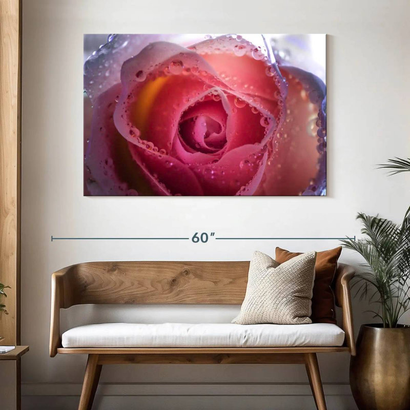 Rose brumeux Harnek, H 32 po x l 48 po