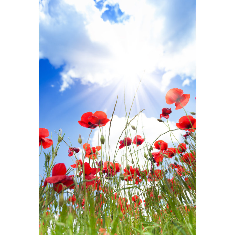 Burgin Close-up Of Poppies Flowers - Wrapped Canvas Print, 46cm H x 30cm W x 3.8cm D
