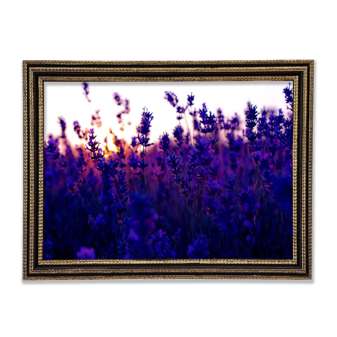 Gerahmtes Wandbild Lavender Field And Sunset