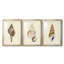 Coquillages aux tons neutres I - Impression sur mesure de qualité supérieure avec passe-partout mat - 3 pièces-423885086-423885075