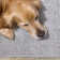 Saylesville Performance Indoor Rug