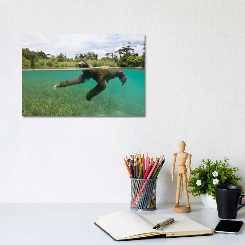 Pygmy Three-Toed Sloth Swimming In Mangrove Forest, Isla Escudo De Veraguas, Panama by Suzi Eszterhas - Wrapped Canvas Gallery-Wrapped Canvas Giclée