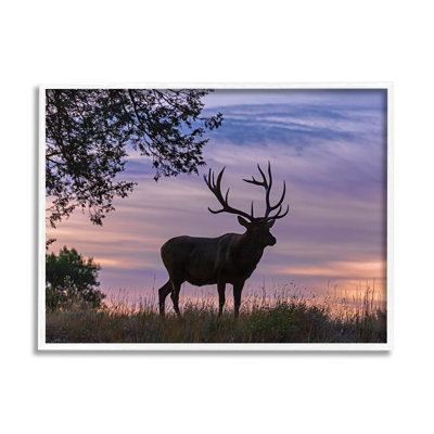 Wild Elk Sunrise Wild Forest