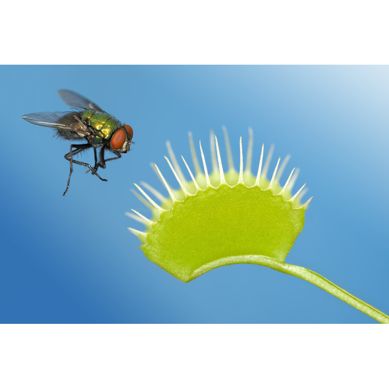 Fly Being Trapped By Venus by Grafissimo, 12" H x 18" W