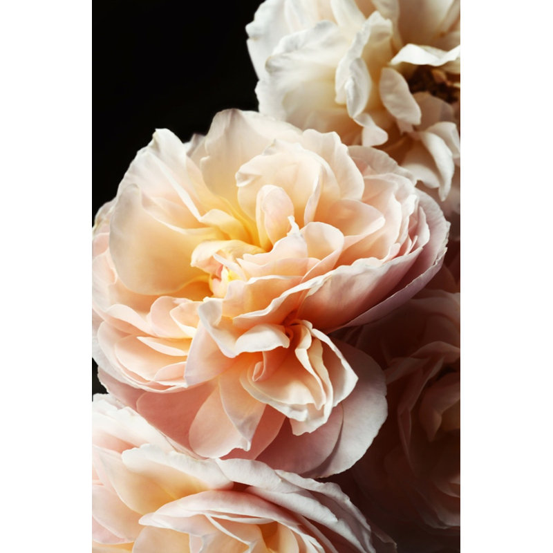 Floribunda I Print by Bock, Alicia, 28" H x 21" W, Maple Framed