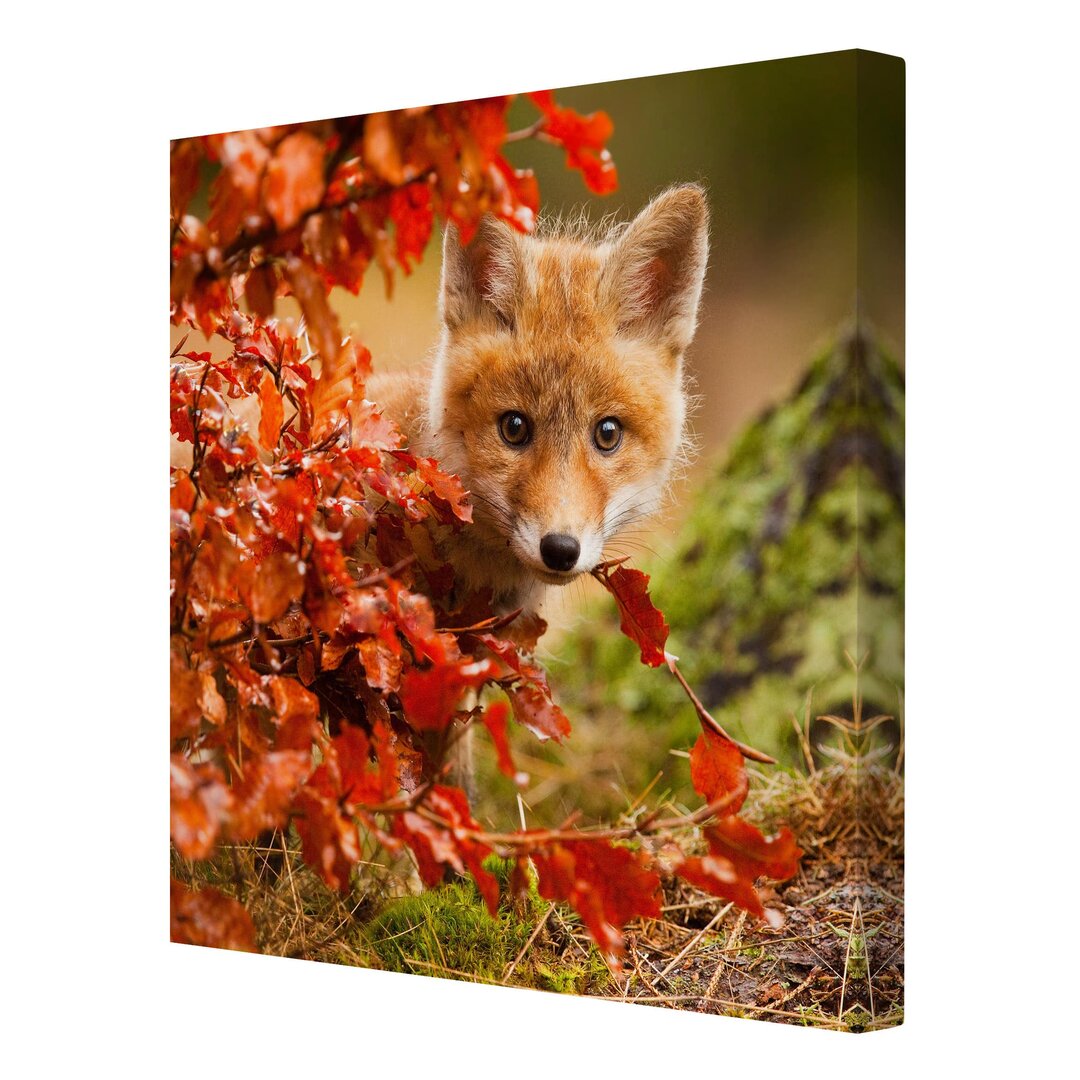 Leinwandbild Fox in Autumn