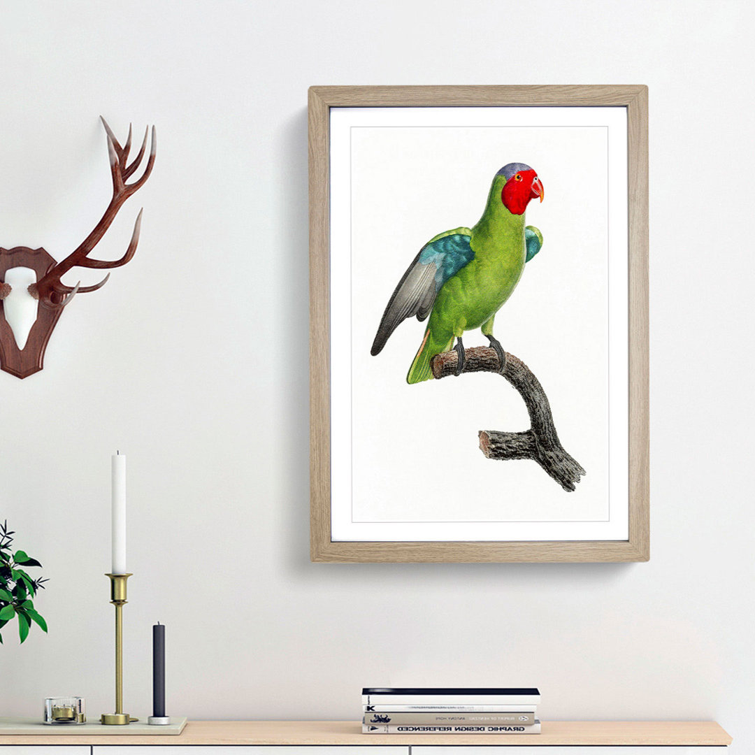 A Red-Cheeked Parrot by F. Levaillant - Framed Print