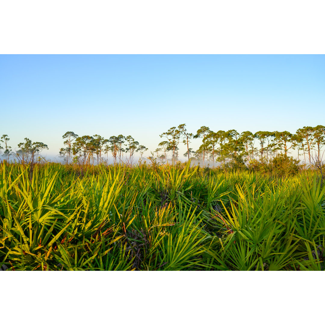 Naples Florida von Boogich - Kunstdrucke auf Leinwand