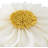 Floral Reversible Throw Pillow-697643613