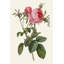 «Redoute's Rose II», peinture sur toile-1112781217