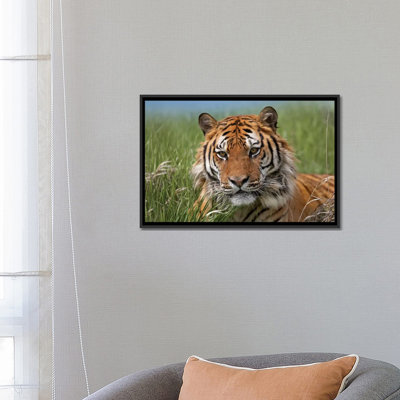 Siberian Tiger Portrait, Endangered, Native To Siberia II by Tim Fitzharris - Wrapped Canvas Photograph Print