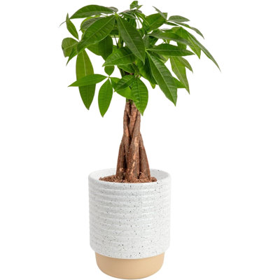 Farms Money Tree (Pachira Aquatica) Live Indoor Bonsai-Style Plant, 12-16 Inches Tall, Braided Trunk Houseplant In Decorative Pot, Easy Care Pet-Friendly Décor