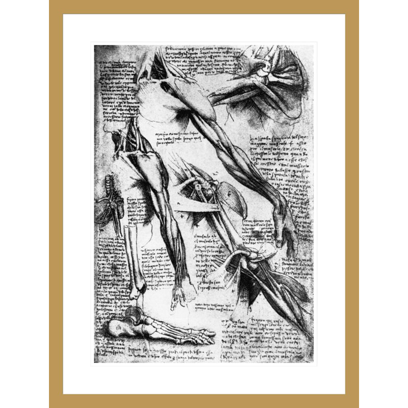 Dessin des études sur les bras, les mains et les pieds par Leonardo Da Vinci, impression giclée sur cadre