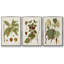 Gould Tropical Birds IV 3 pièces-97795469-97795470