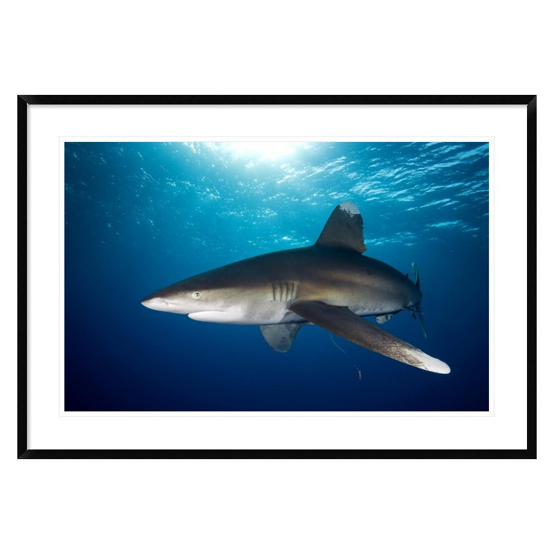 " Oceanic White-Tip Shark Close To The Surface ", 29" H x 42" W x 1.5" D