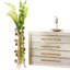 Vase Bauhinia-22329302