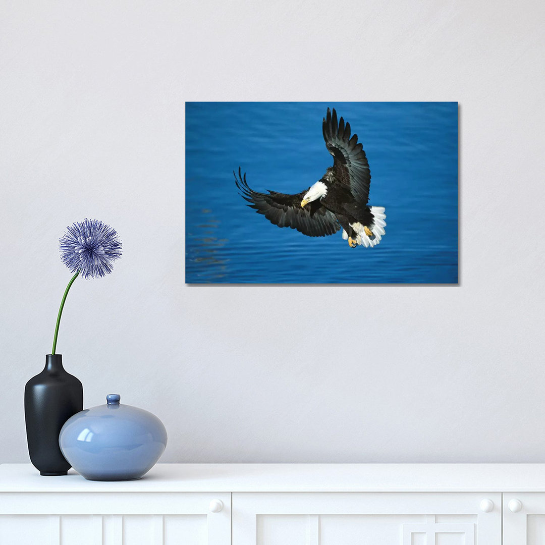 Bald Eagle Flying Over Water, Kenai Peninsula, Alaska by Tom Vezo - Wrapped Canvas Print