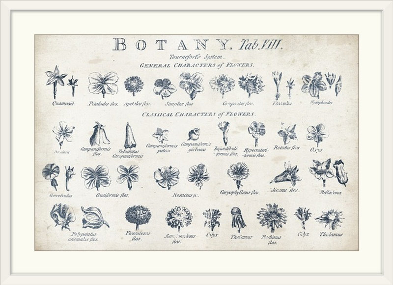 «Botany Tab VIII Indigo and White», impression, Cadre blanc, H 28 po x l 38 po x P 1 po