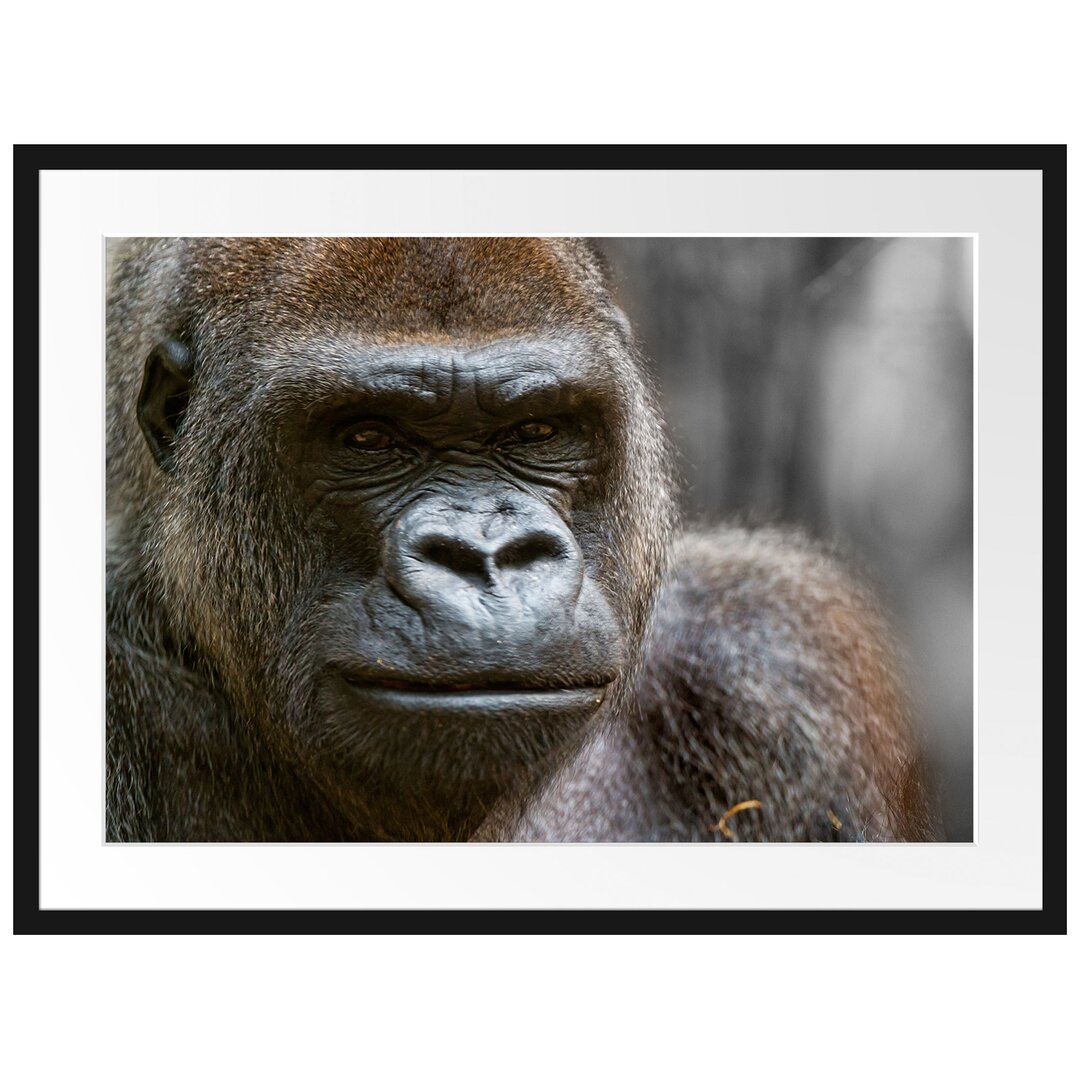 Gerahmtes Poster "Stolzer Gorilla