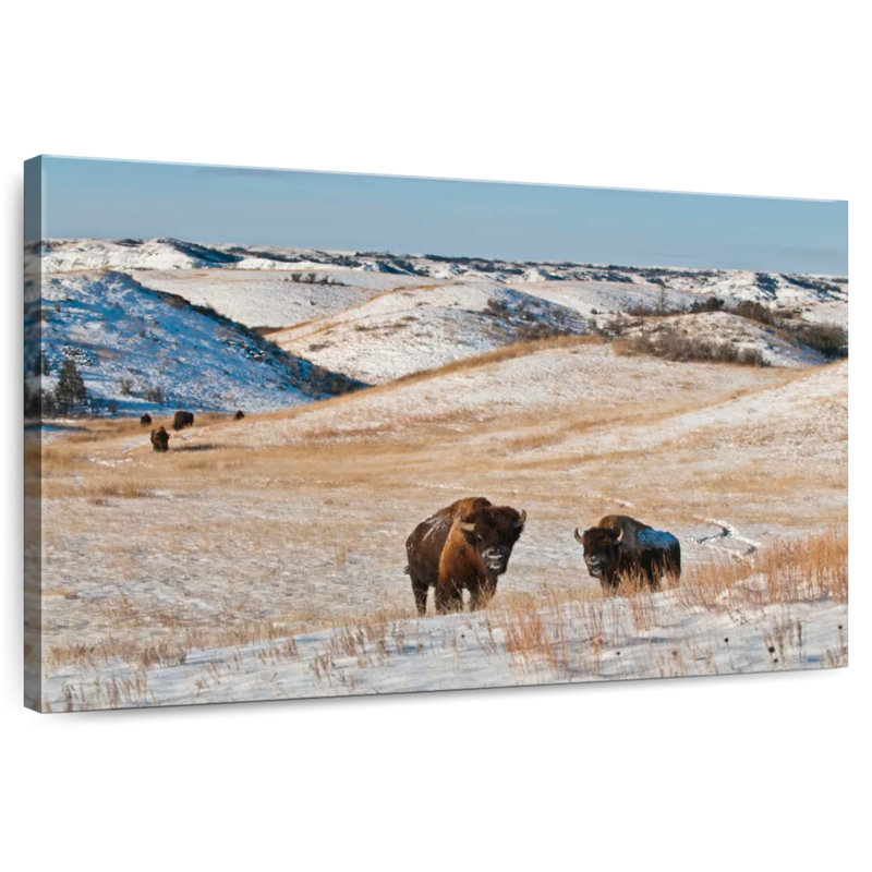 Alvord Buffalo In Winter, 30" H x 45" W