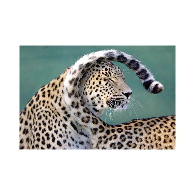 Leopards by Goran Anastasovski - Wrapped Canvas Print, 66.04 cm H x 45.72 cm W x 1.91 cm D