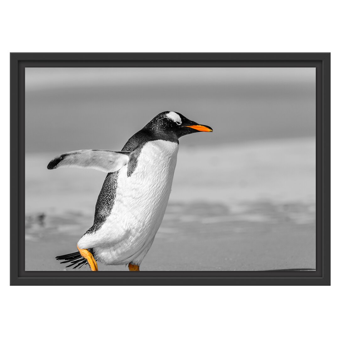 Gerahmtes Wandbild watschelnder Pinguin am Strand