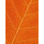 Autumn Leaf by Philippe Monthoux-65859094-132455071
