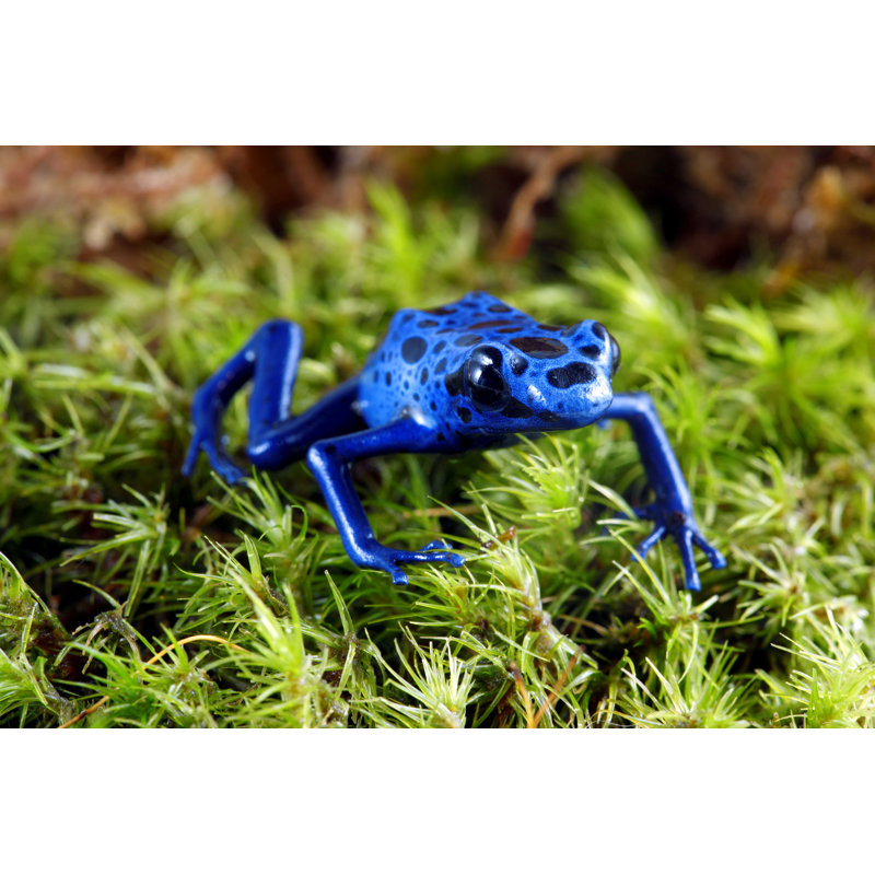 Poison Dart Frog - Photographie sur toile tendue, H 8 po x l 12 po