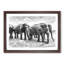 Elephants in Sri Lanka - Framed Print-56841829-56841833