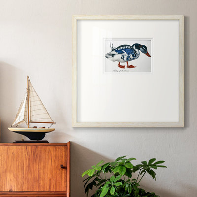 " Blue Mallard "