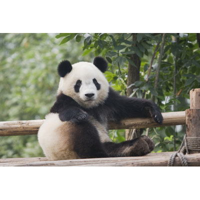 An An Adorable Panda par Flys maintenant - Photographie sur toile tendue