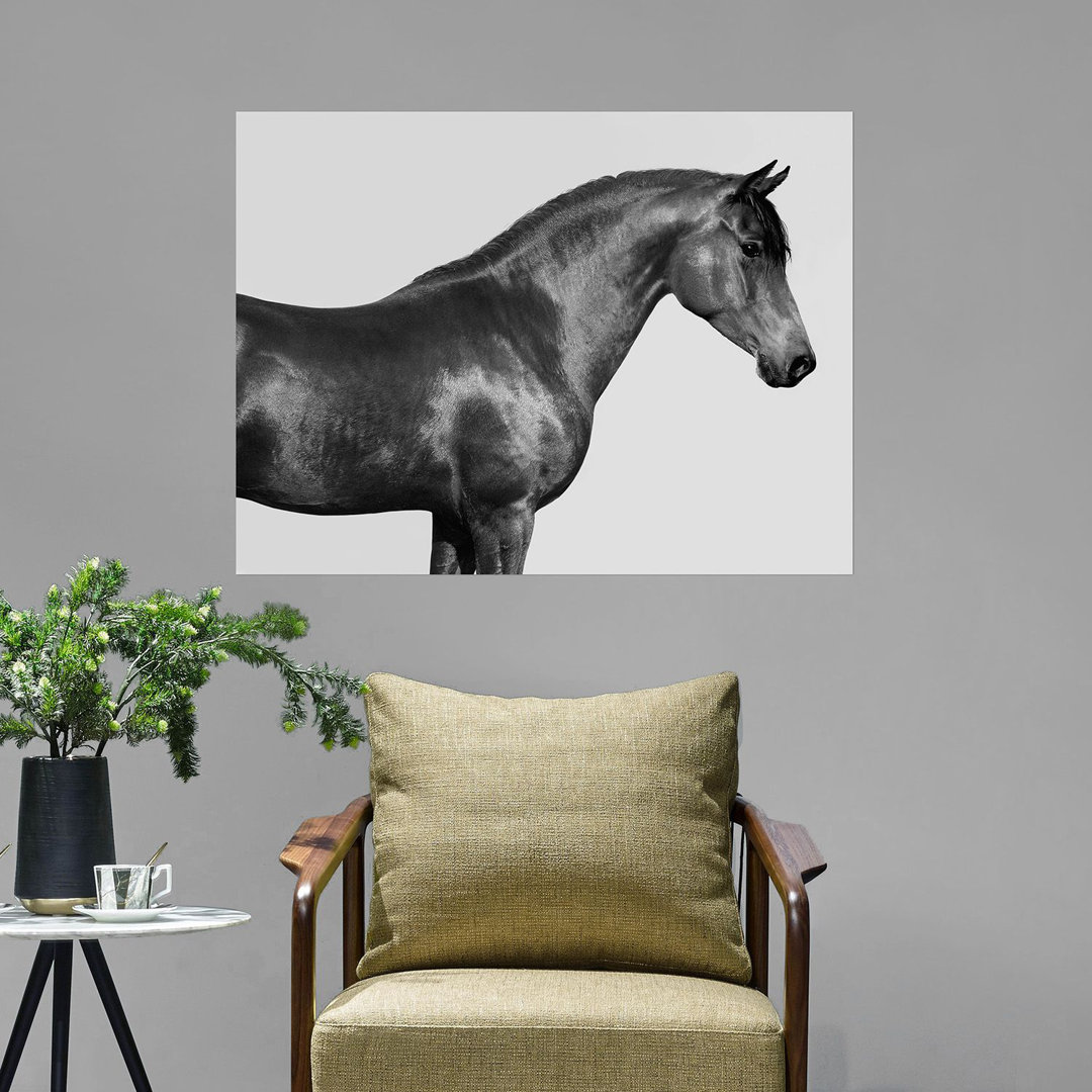 Kunstdruck Orpheus, Arab Horse von Pangea Images