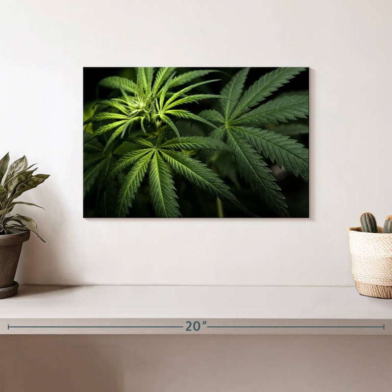 Cannabis In The Dark