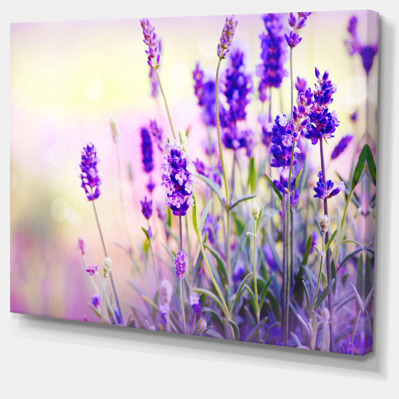 " Purple Lavender Field ", 8" H x 12" W x 1" D