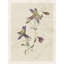«Red Barrel Studio® Robinson, Carol», reproduction d'art sur toile tendue: Columbine pressée, 18936-872165971