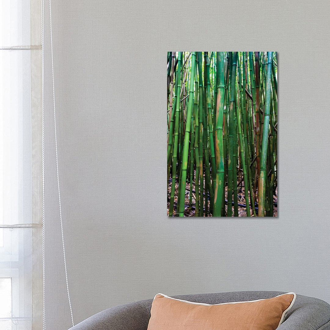 Bamboo Trees, Maui, Hawaii, USA III by Panoramic Images - Wrapped Canvas Photograph