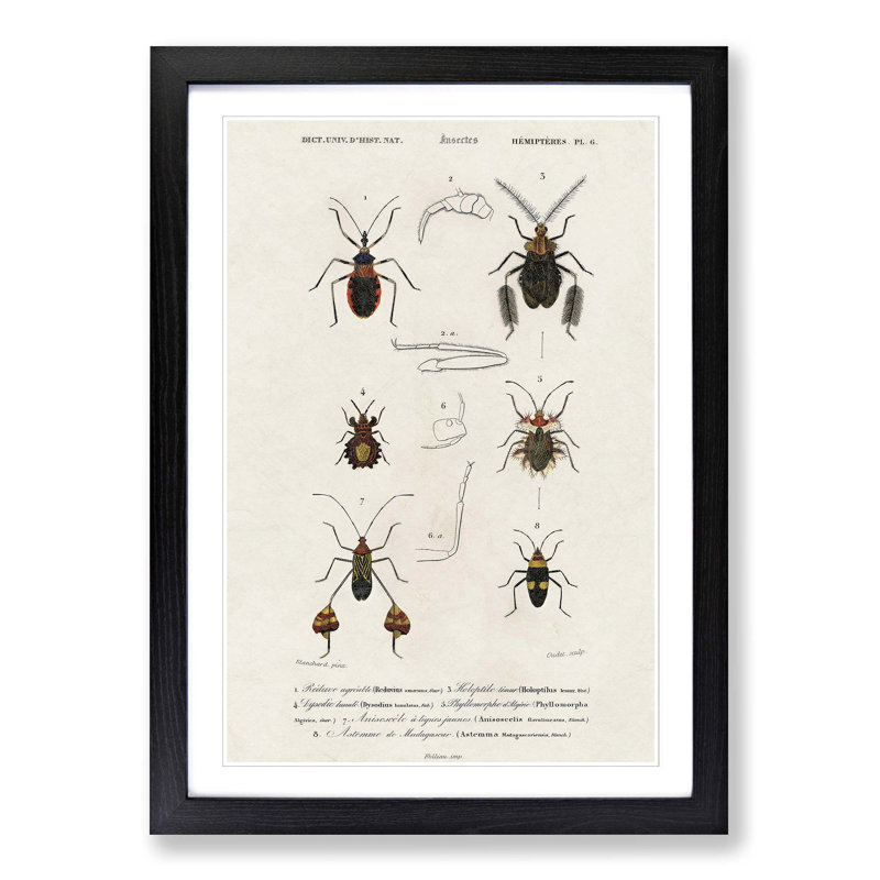 Insect Illustrations PL.6 by Charles d'Orbigny - Picture Frame Painting Print on MDF, Black Framed, 65cm H x 48cm W x 2cm D