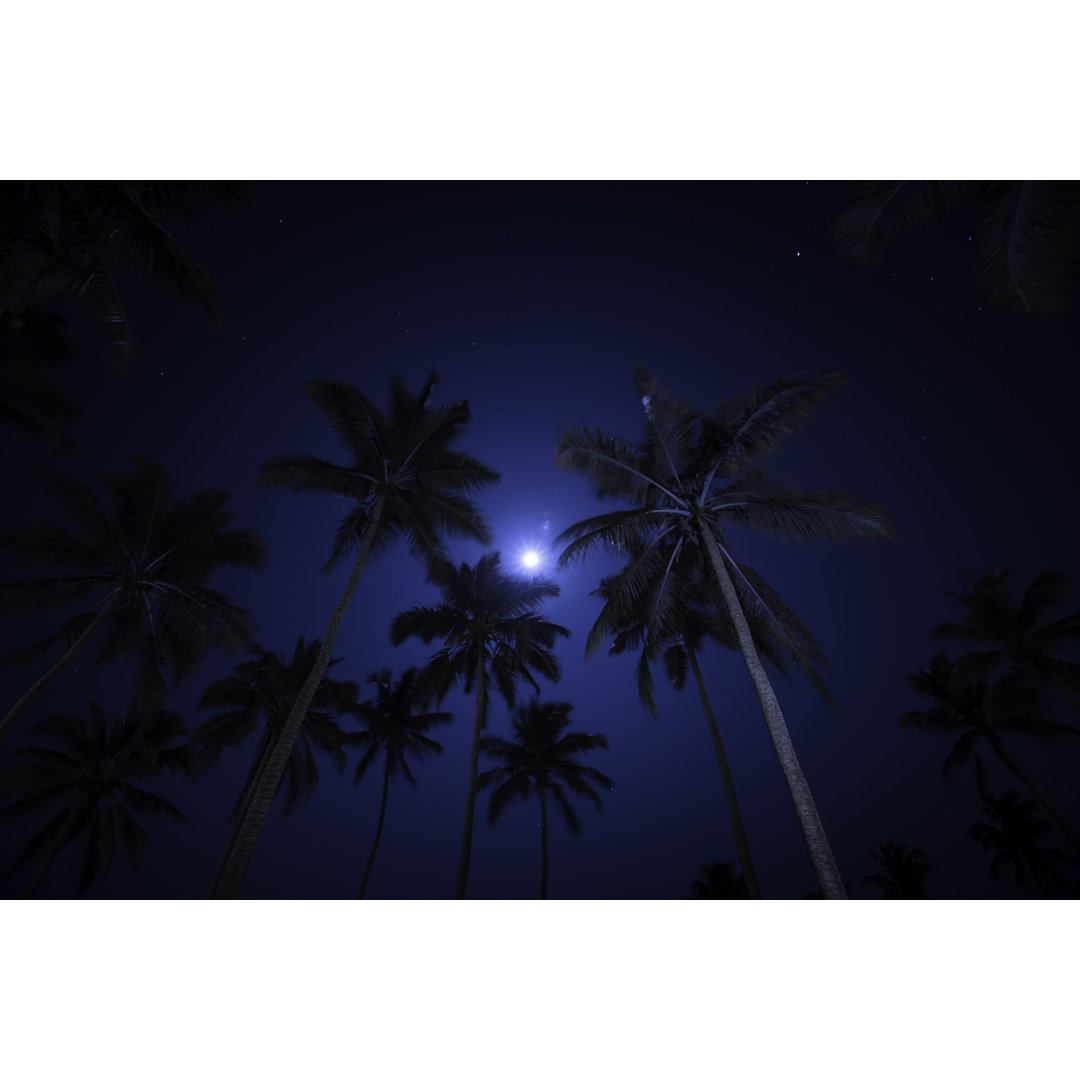 Palm Trees At Night von Adam Smigielski - Leinwanddrucke